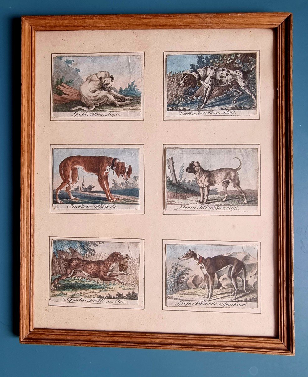 GRAVURE CHIENS XVIIIe ALLEMAGNE CHASSE 