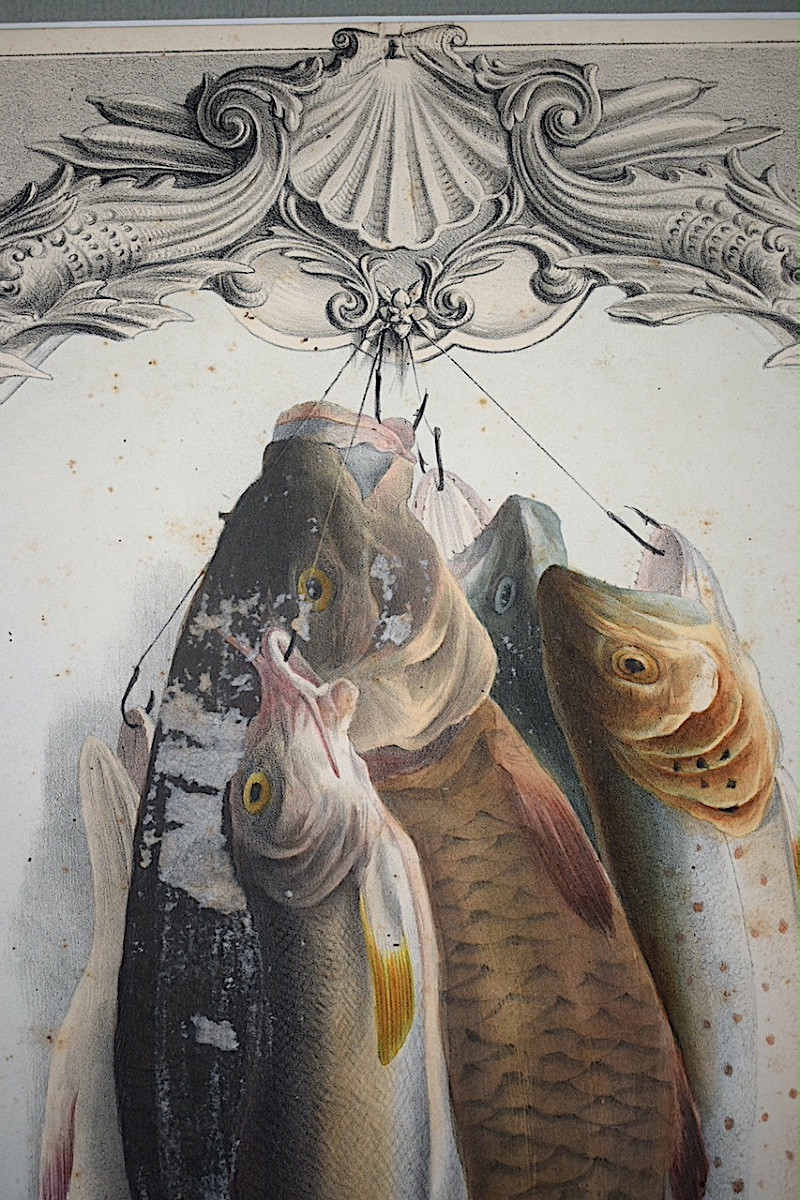 ELISA CHAMPIN XIX ème siècle Lithographie couleur poissons trophée de pêche RT1410-photo-3