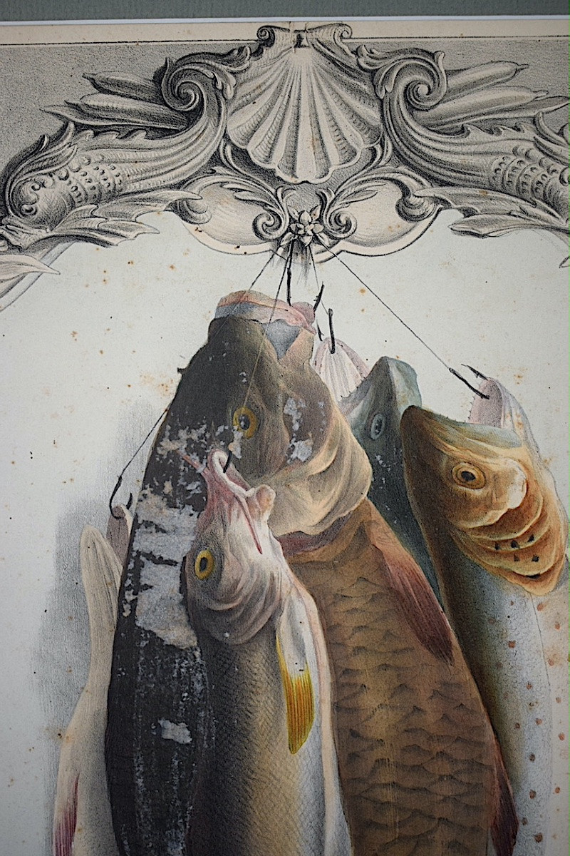ELISA CHAMPIN XIX ème siècle Lithographie couleur poissons trophée de pêche RT1410-photo-4