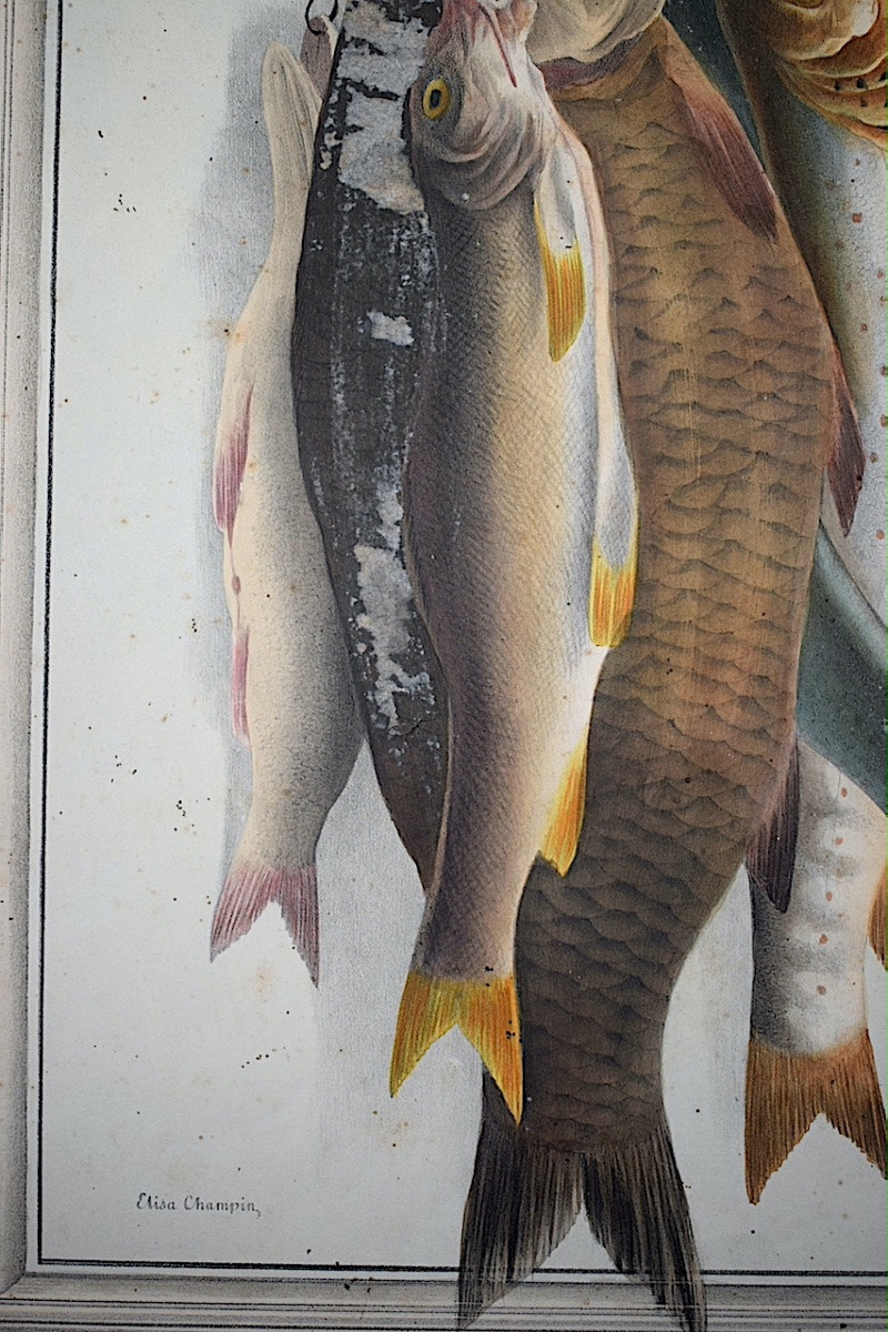 ELISA CHAMPIN XIX ème siècle Lithographie couleur poissons trophée de pêche RT1410-photo-1