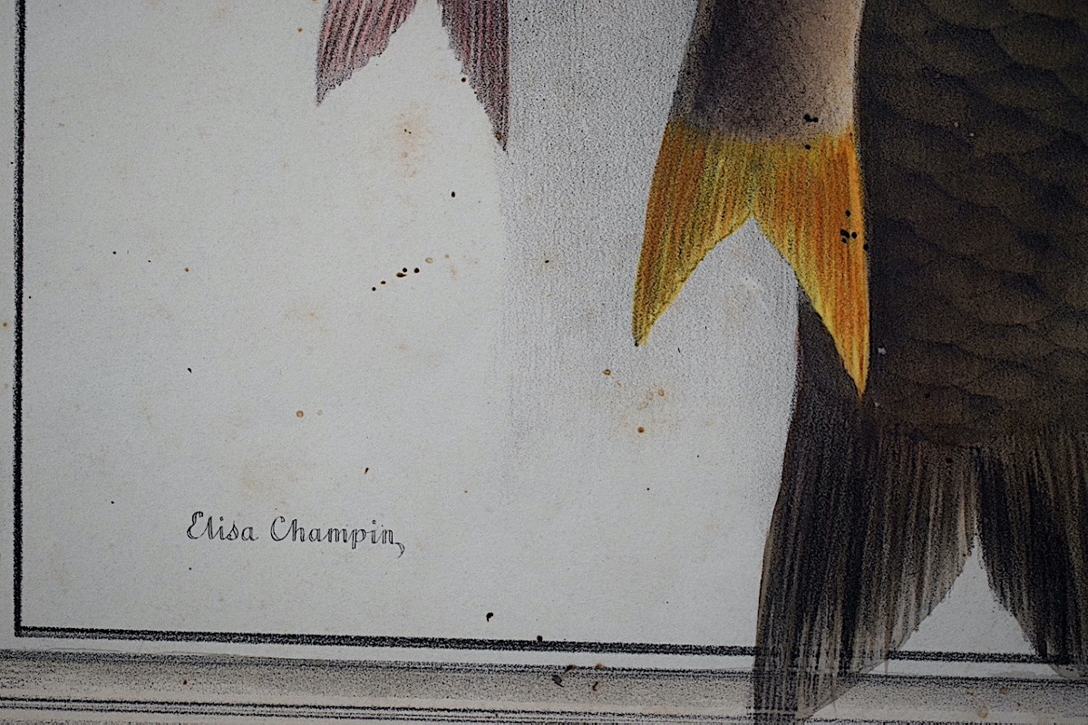 ELISA CHAMPIN XIX ème siècle Lithographie couleur poissons trophée de pêche RT1410-photo-2