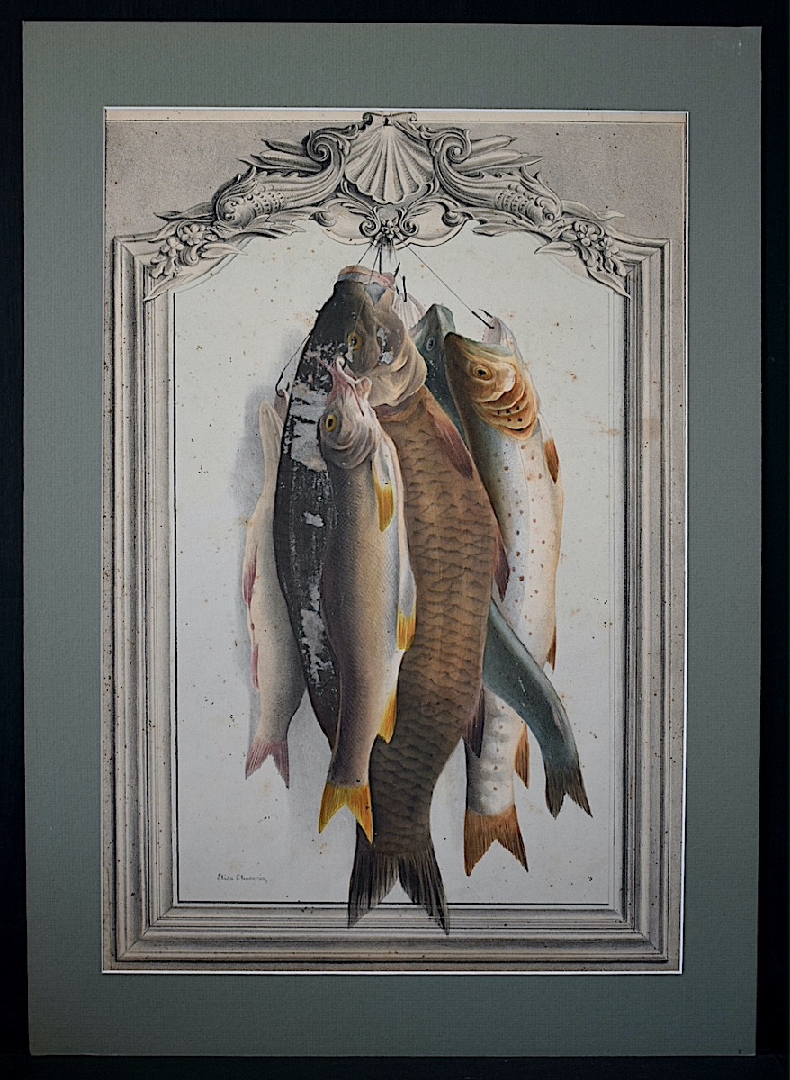 ELISA CHAMPIN XIX ème siècle Lithographie couleur poissons trophée de pêche RT1410-photo-4