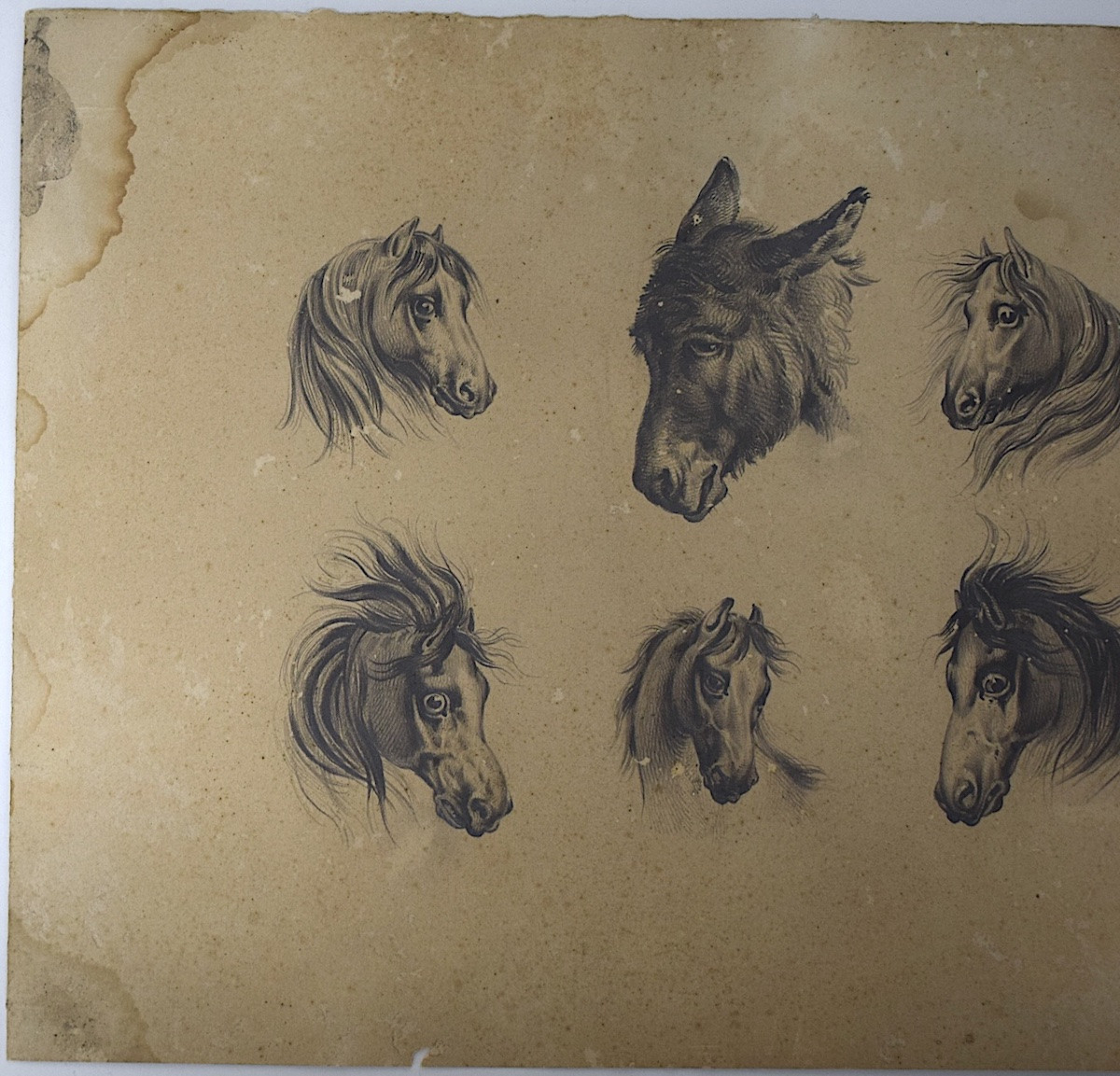 Dessin étude de Chevaux et Âne Ecole Française entourage de Carle Vernet Rm03-photo-2