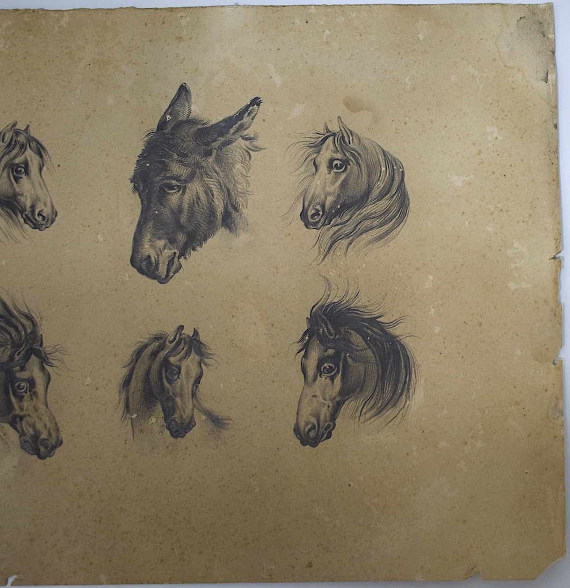 Dessin étude de Chevaux et Âne Ecole Française entourage de Carle Vernet Rm03-photo-4