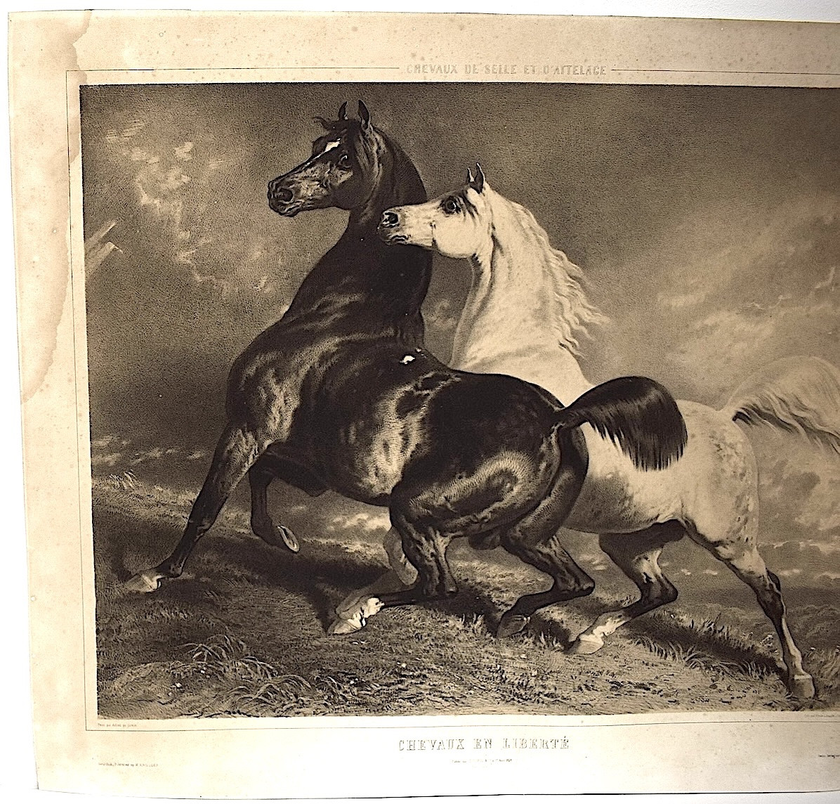 Gravure lithographie par Alfred de Dreux chevaux en liberté  éditeur Goupil Refm09-photo-2