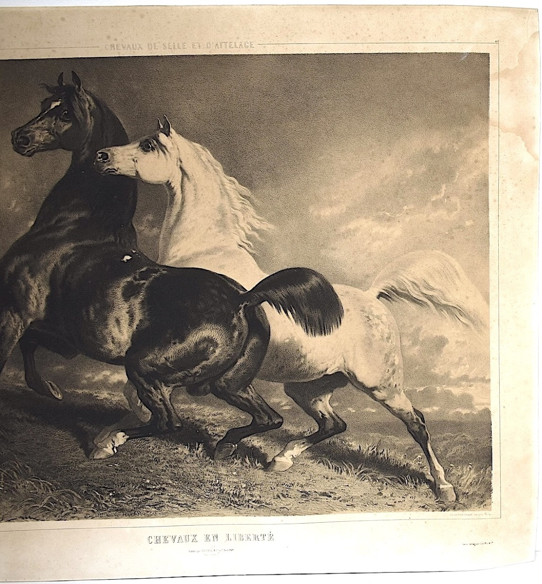 Gravure lithographie par Alfred de Dreux chevaux en liberté  éditeur Goupil Refm09-photo-3