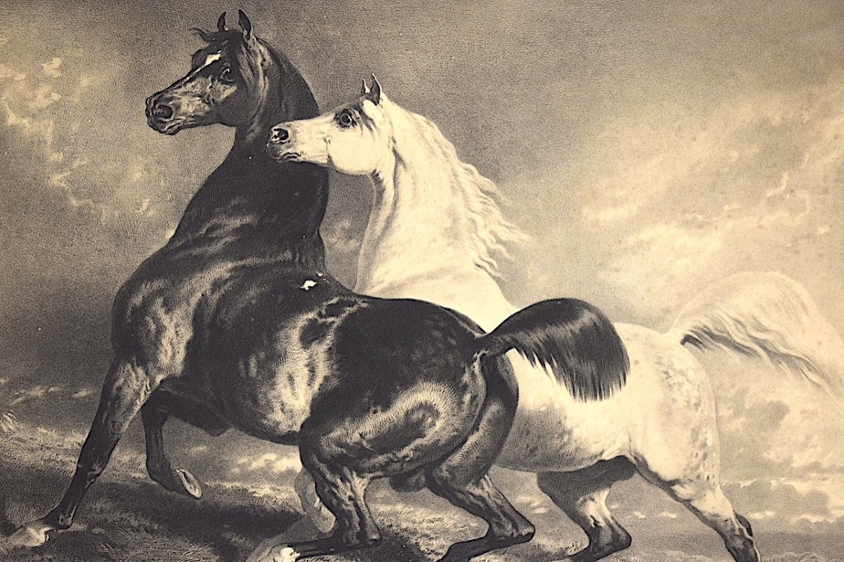 Gravure lithographie par Alfred de Dreux chevaux en liberté  éditeur Goupil Refm09-photo-4