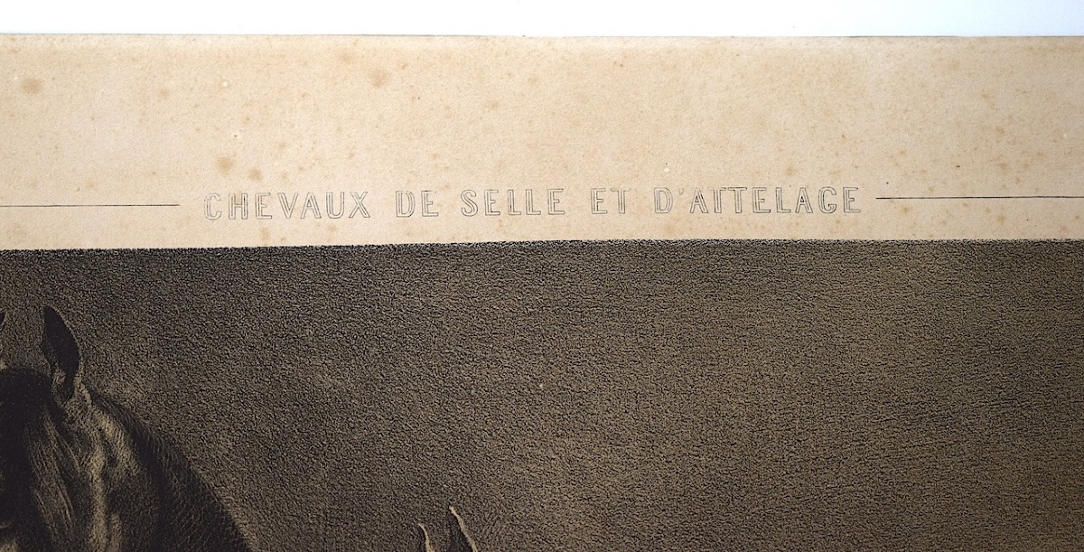 Gravure lithographie par Alfred de Dreux chevaux en liberté  éditeur Goupil Refm09-photo-3