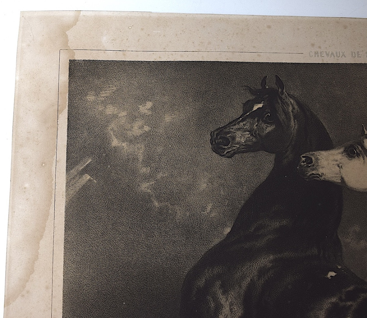 Gravure lithographie par Alfred de Dreux chevaux en liberté  éditeur Goupil Refm09-photo-6