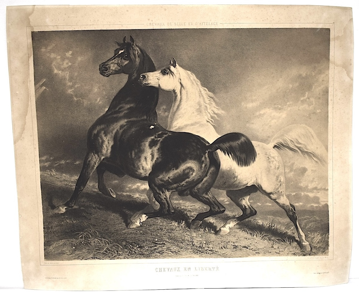 Gravure lithographie par Alfred de Dreux chevaux en liberté  éditeur Goupil Refm09