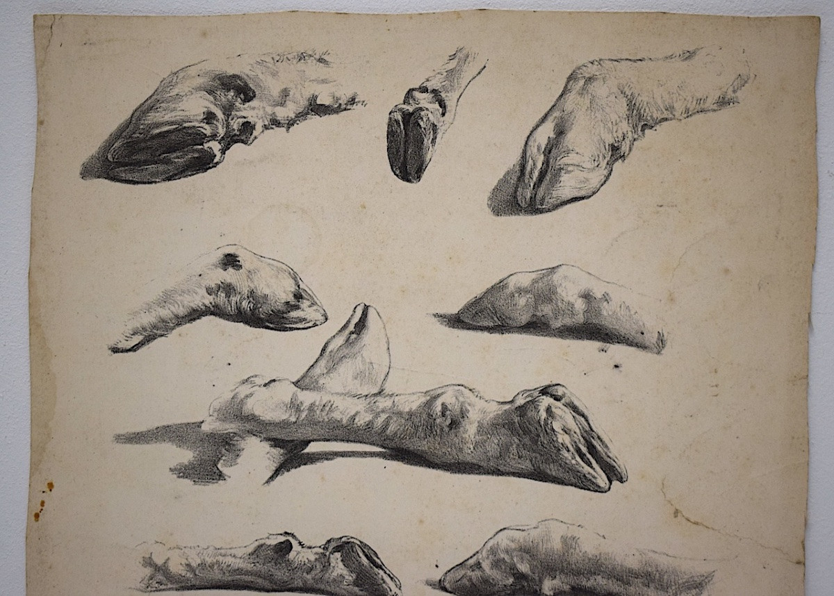 Curiosities Lithography Juliette Bonheur And Jules Laurens Studies Sheep Legs Refm22-photo-2