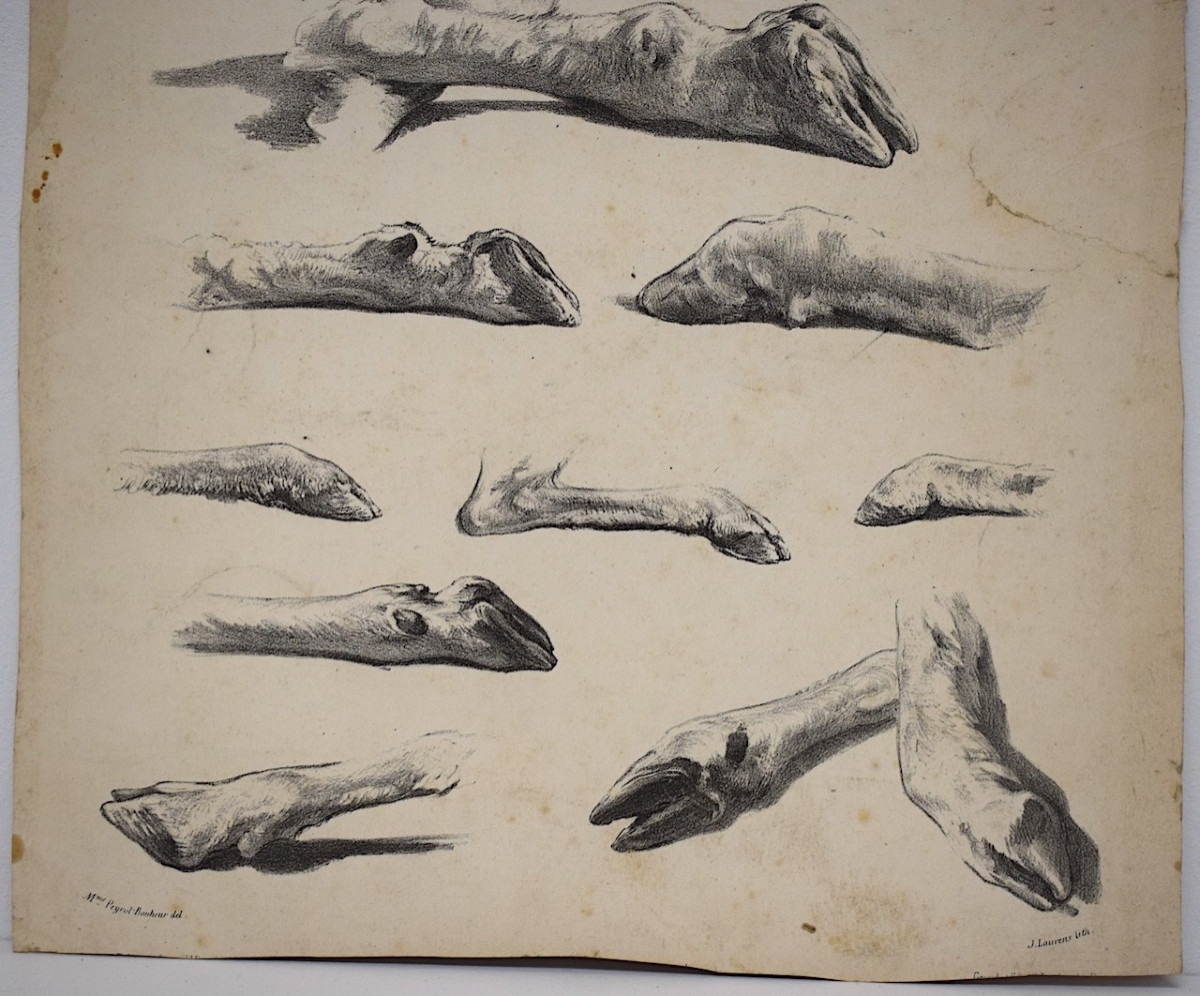 Curiosities Lithography Juliette Bonheur And Jules Laurens Studies Sheep Legs Refm22-photo-3