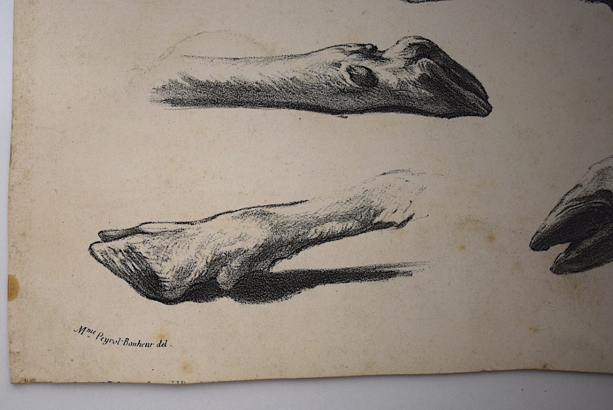 Curiosities Lithography Juliette Bonheur And Jules Laurens Studies Sheep Legs Refm22-photo-4