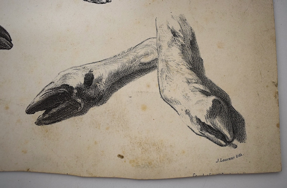 Curiosities Lithography Juliette Bonheur And Jules Laurens Studies Sheep Legs Refm22-photo-1