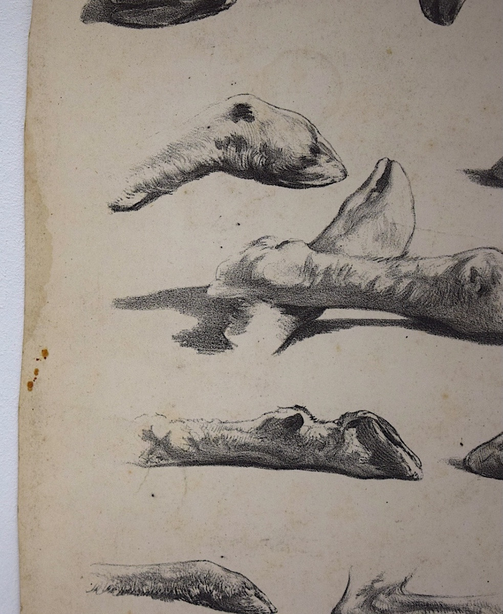 Curiosities Lithography Juliette Bonheur And Jules Laurens Studies Sheep Legs Refm22-photo-2