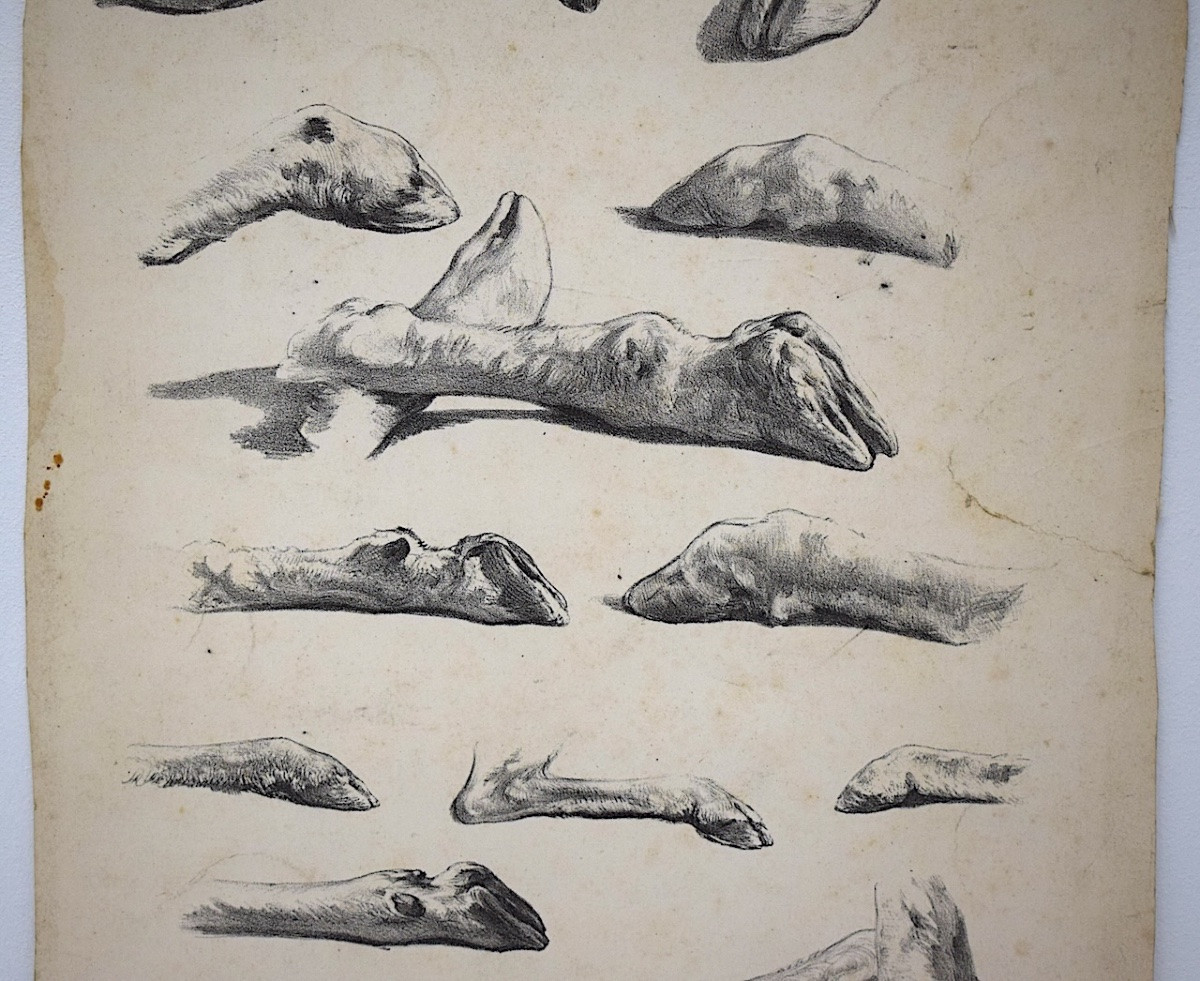 Curiosities Lithography Juliette Bonheur And Jules Laurens Studies Sheep Legs Refm22-photo-3