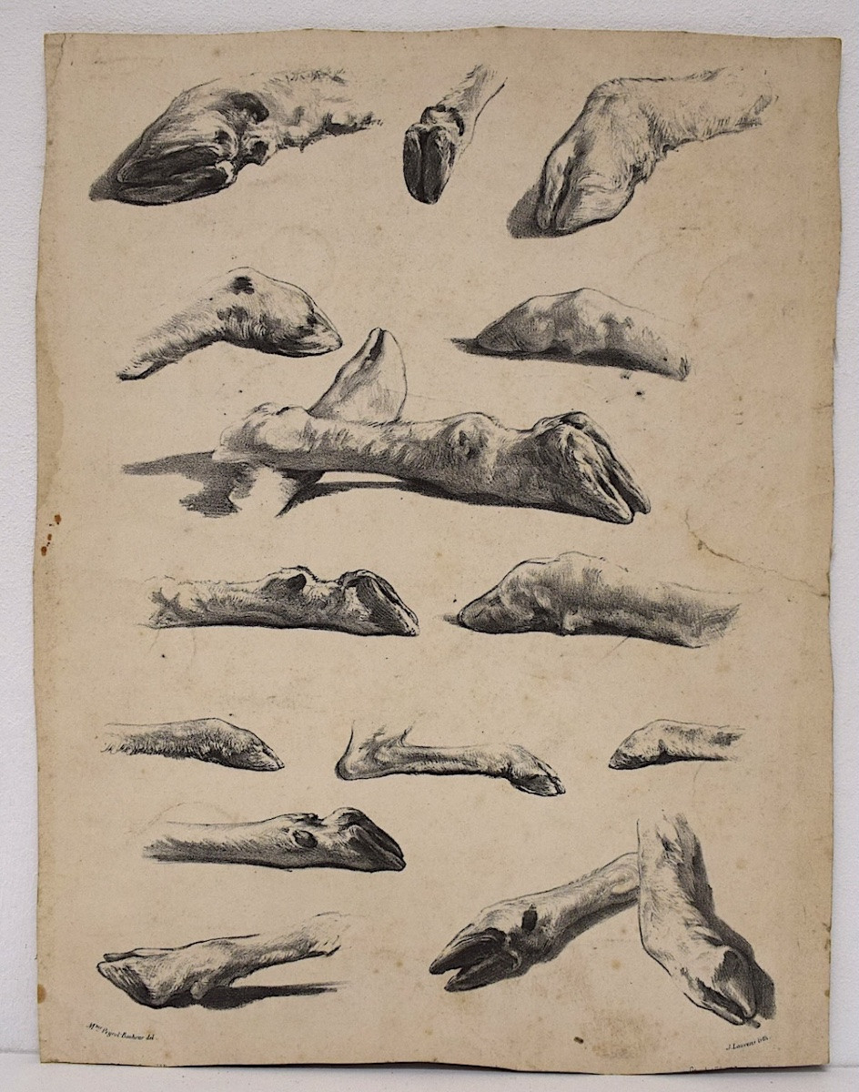 Curiosities Lithography Juliette Bonheur And Jules Laurens Studies Sheep Legs Refm22-photo-5