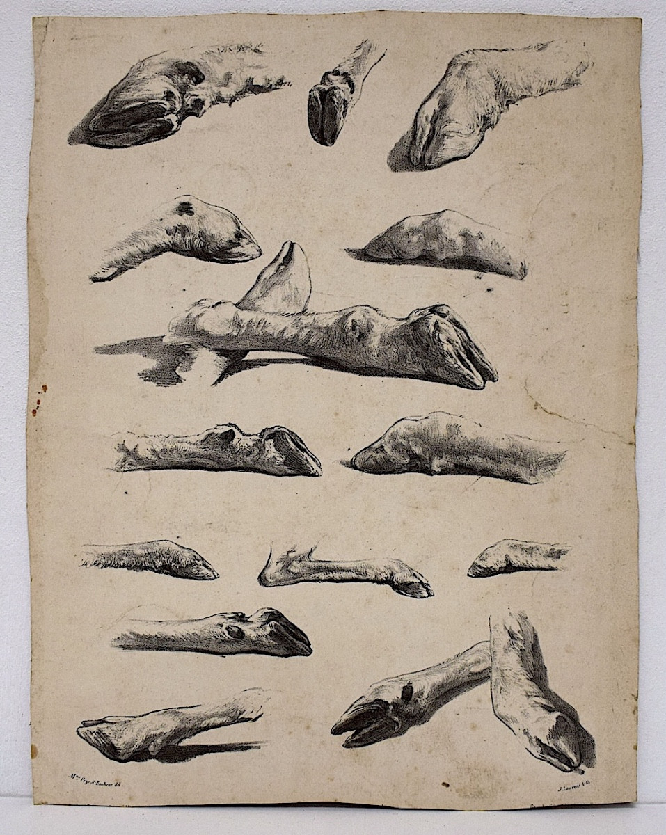 Curiosities Lithography Juliette Bonheur And Jules Laurens Studies Sheep Legs Refm22