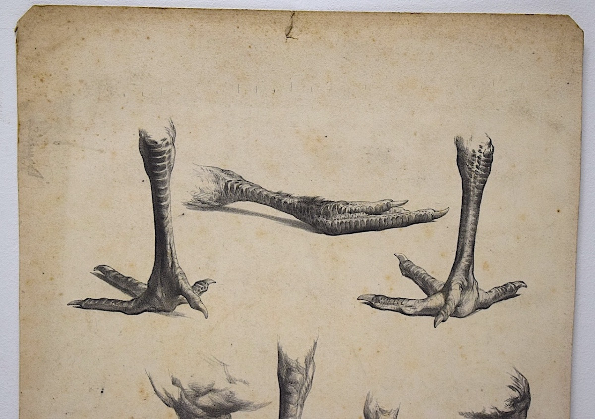 Curiosities Lithograph Study Of Rooster And Hen Feet Delarue Peyrol Goupil Refm23-photo-2