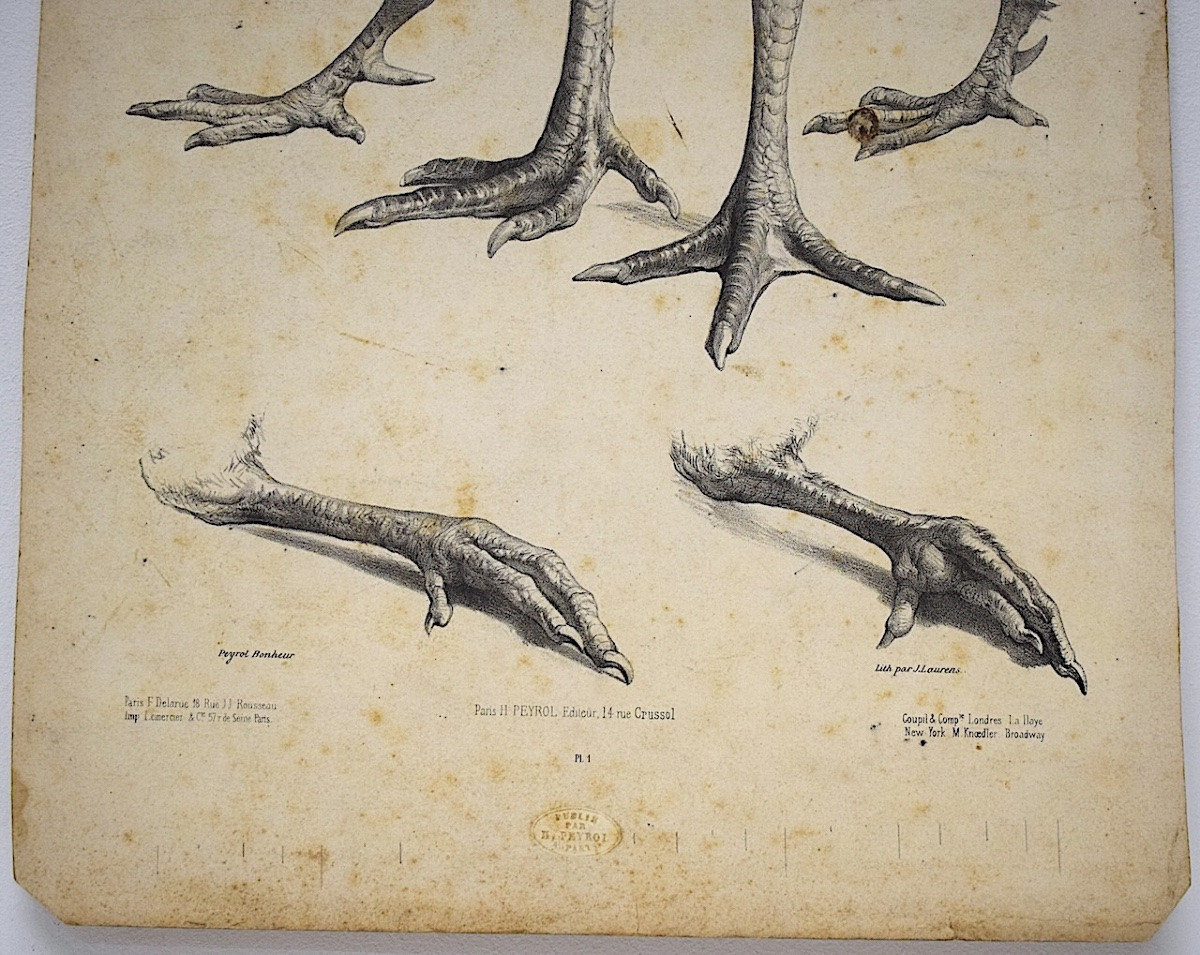 Curiosities Lithograph Study Of Rooster And Hen Feet Delarue Peyrol Goupil Refm23-photo-3