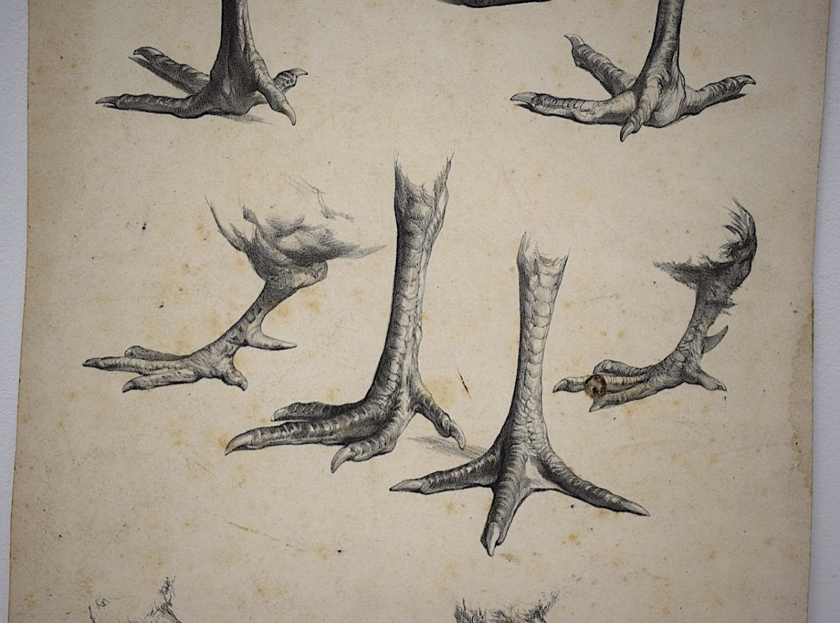 Curiosities Lithograph Study Of Rooster And Hen Feet Delarue Peyrol Goupil Refm23-photo-4