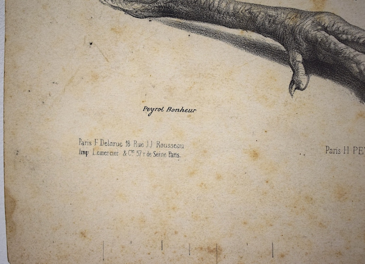 Curiosities Lithograph Study Of Rooster And Hen Feet Delarue Peyrol Goupil Refm23-photo-1