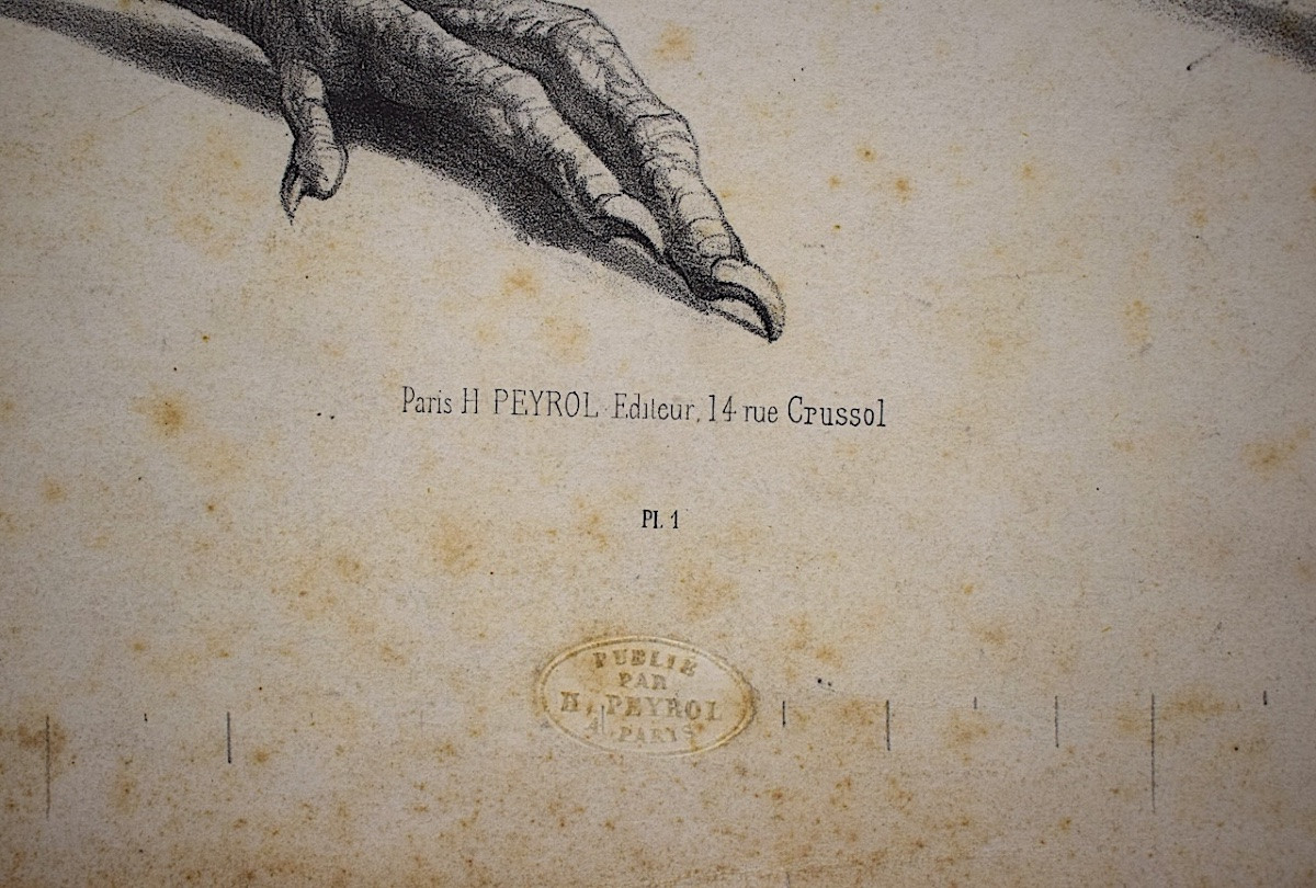 Curiosities Lithograph Study Of Rooster And Hen Feet Delarue Peyrol Goupil Refm23-photo-2