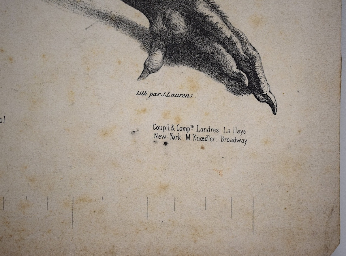 Curiosities Lithograph Study Of Rooster And Hen Feet Delarue Peyrol Goupil Refm23-photo-3