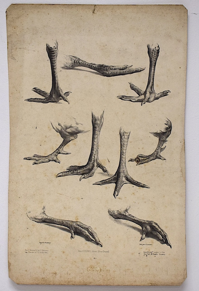 Curiosities Lithograph Study Of Rooster And Hen Feet Delarue Peyrol Goupil Refm23-photo-5