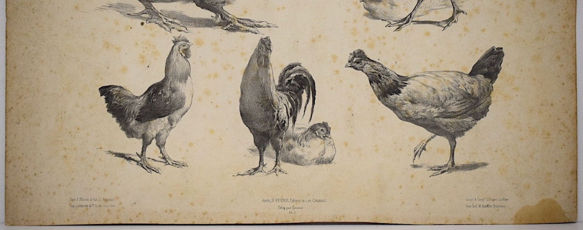 Curiosities Lithograph Study Of Roosters And Hens Delarue Peyrol Goupil Refm24-photo-3