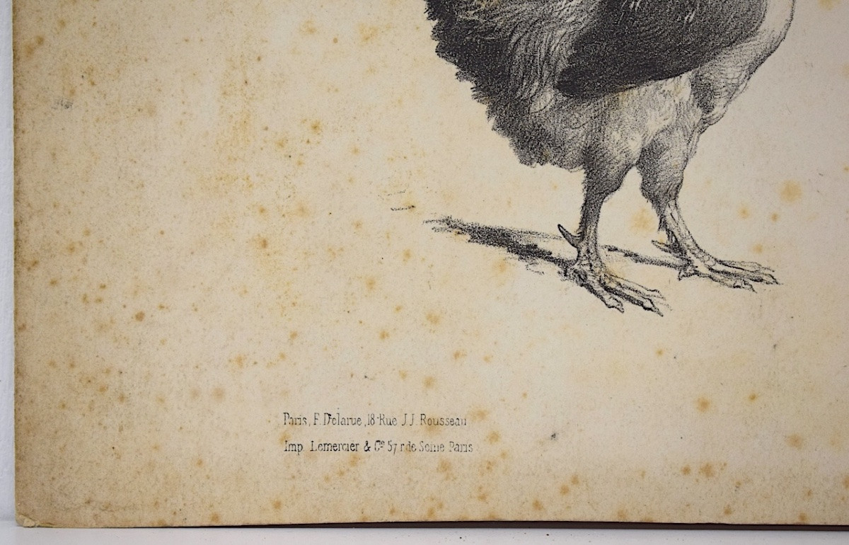 Curiosities Lithograph Study Of Roosters And Hens Delarue Peyrol Goupil Refm24-photo-2