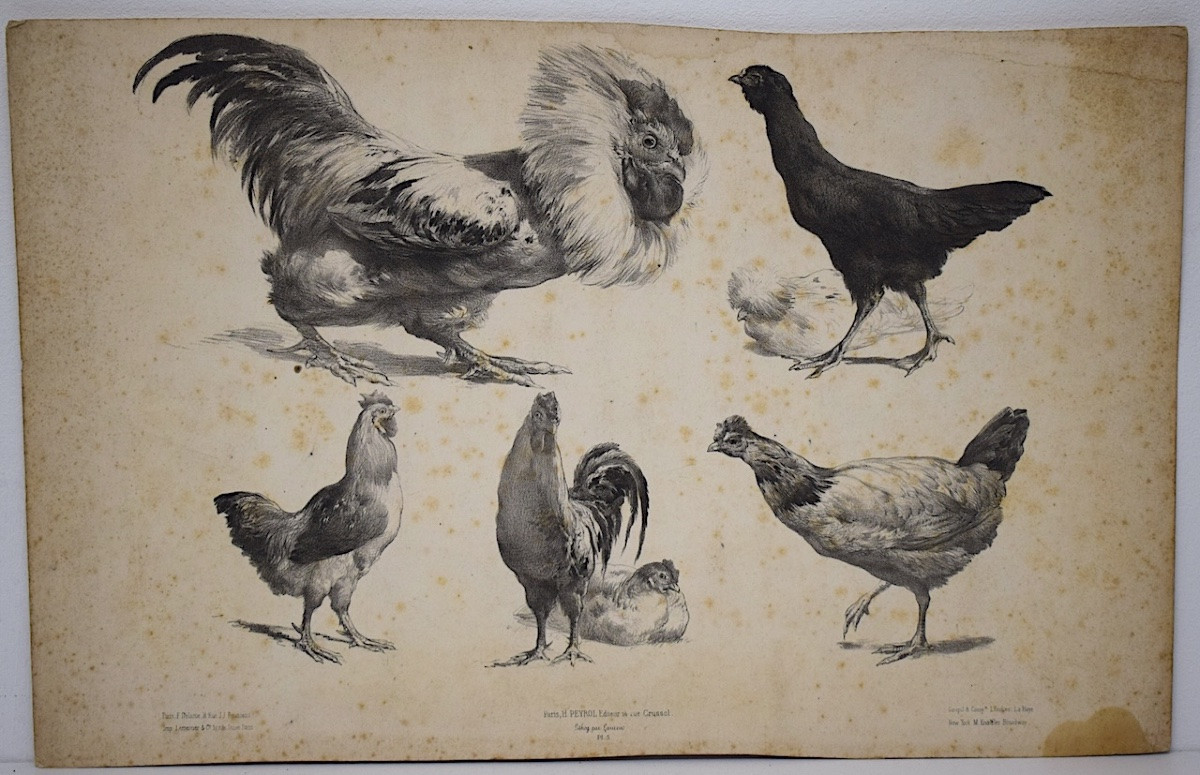 Curiosities Lithograph Study Of Roosters And Hens Delarue Peyrol Goupil Refm24-photo-4