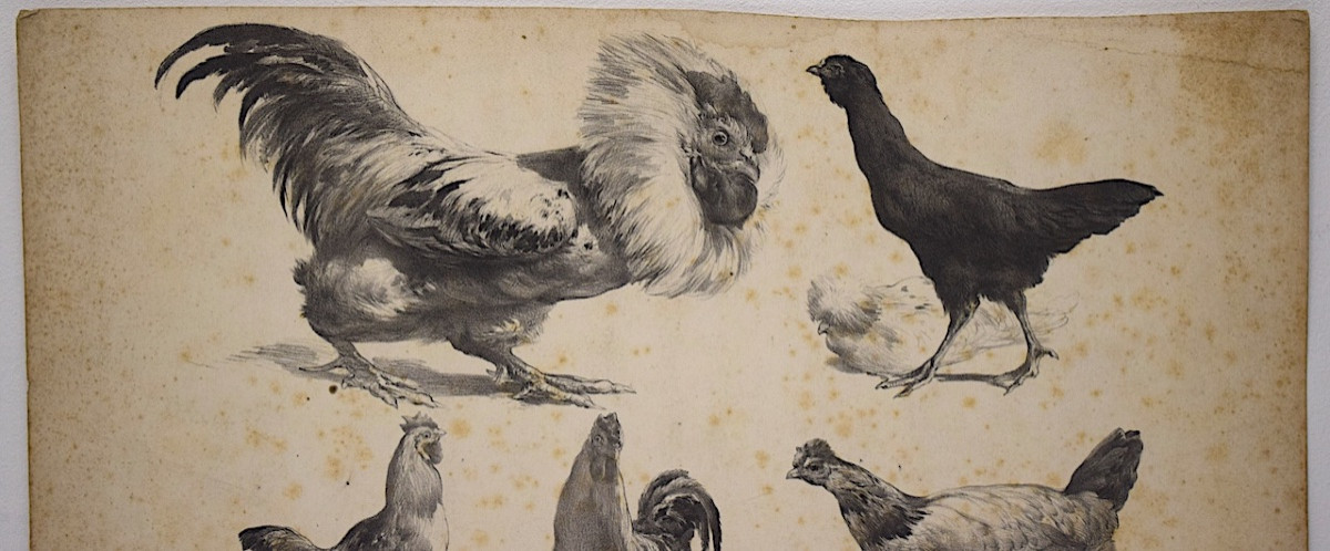 Curiosities Lithograph Study Of Roosters And Hens Delarue Peyrol Goupil Refm24-photo-5