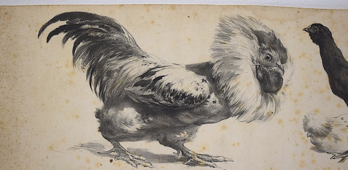 Curiosities Lithograph Study Of Roosters And Hens Delarue Peyrol Goupil Refm24-photo-8