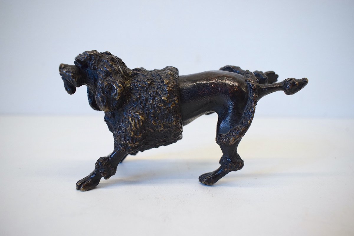 Curiosity Vienna Bronze  Dog Royal Poodle Raising The Hind Leg XIXth Ref384-photo-2