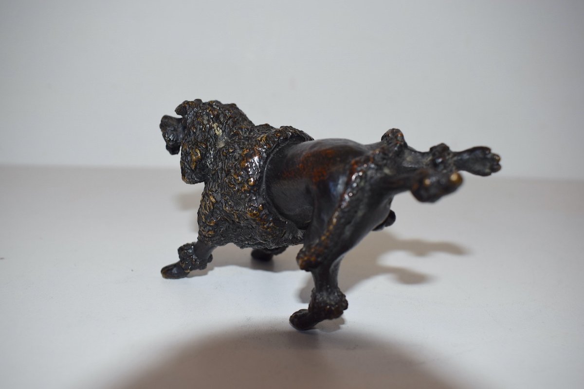 Curiosity Vienna Bronze  Dog Royal Poodle Raising The Hind Leg XIXth Ref384-photo-5