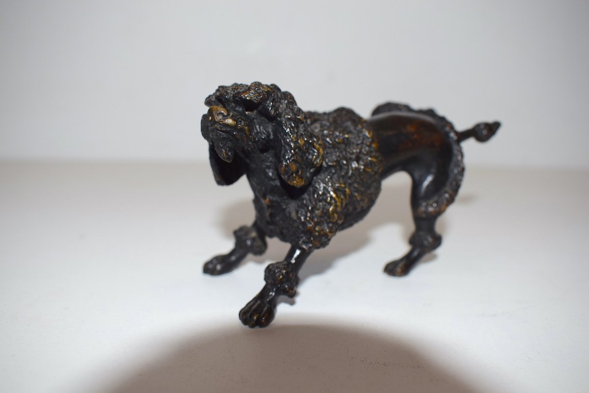 Curiosity Vienna Bronze  Dog Royal Poodle Raising The Hind Leg XIXth Ref384-photo-8