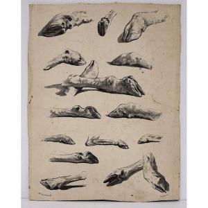 Curiosities Lithography Juliette Bonheur And Jules Laurens Studies Sheep Legs Refm22