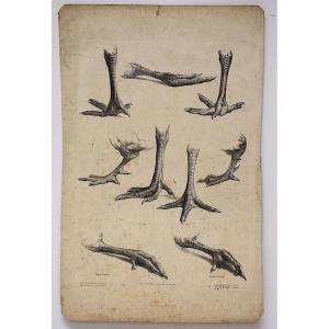 Curiosities Lithograph Study Of Rooster And Hen Feet Delarue Peyrol Goupil Refm23