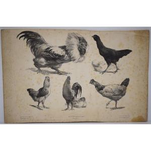 Curiosities Lithograph Study Of Roosters And Hens Delarue Peyrol Goupil Refm24