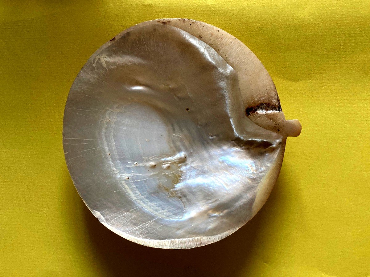 Coquillage En Nacre Sculpté-photo-1