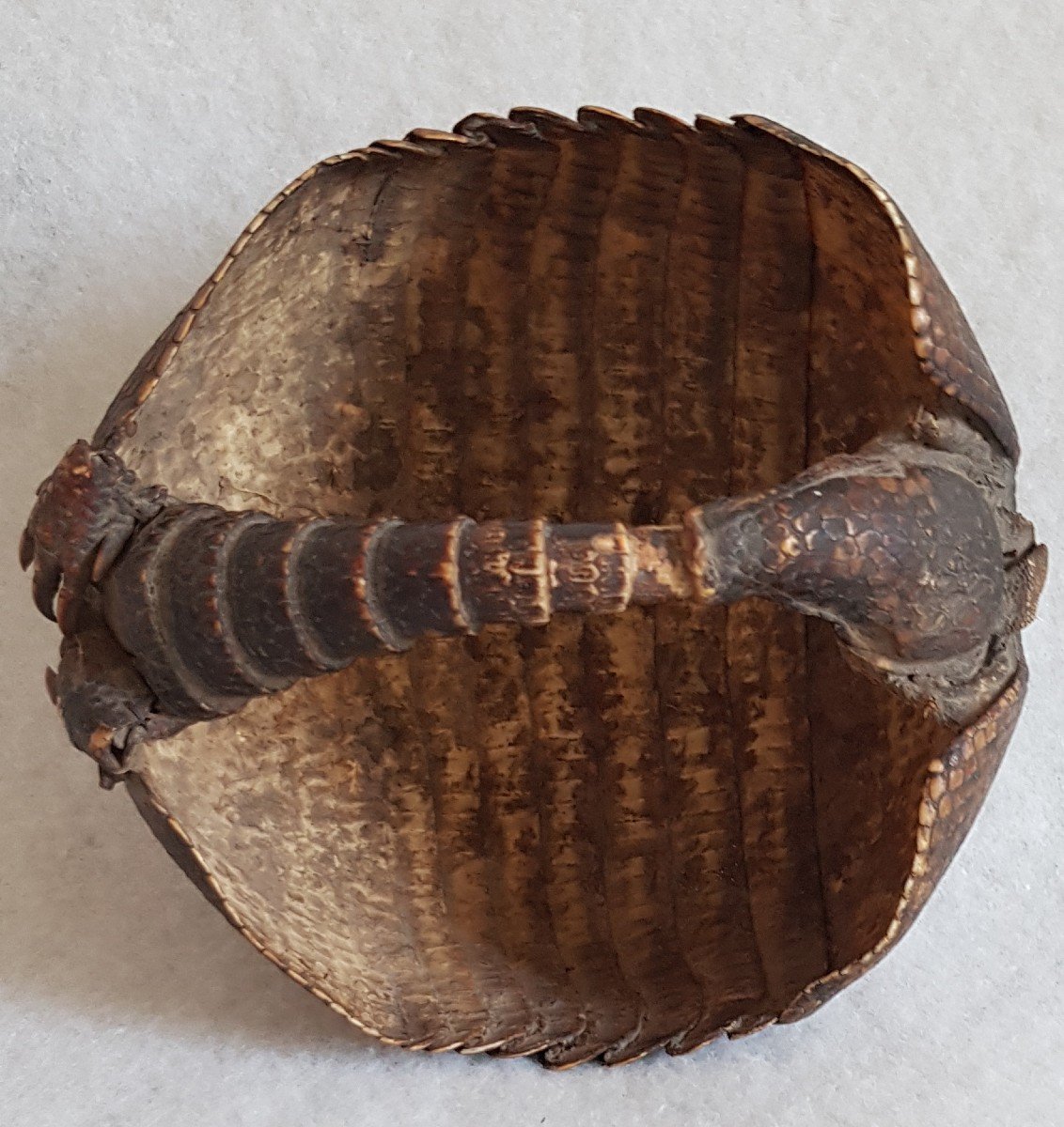 Small Armadillo Basket Old Taxidermy-photo-1