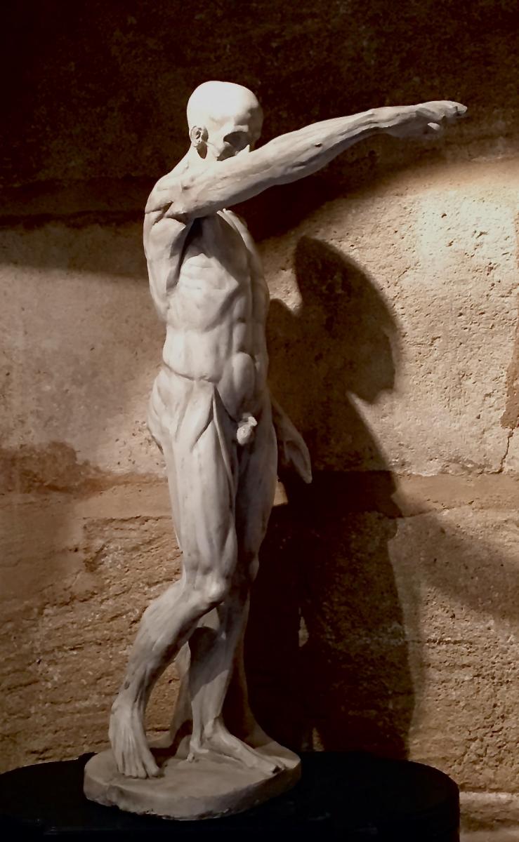 "l'Ecorché" Grand Plâtre d'Atelier d'Après Jean-Antoine Houdon.-photo-4