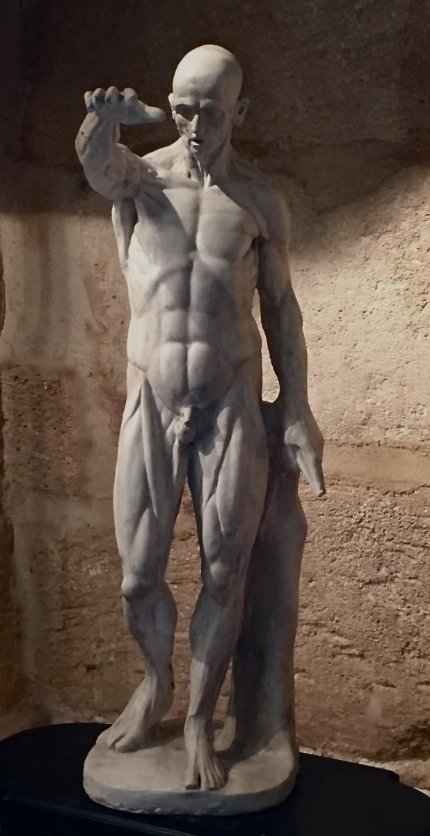 "l'Ecorché" Grand Plâtre d'Atelier d'Après Jean-Antoine Houdon.-photo-3