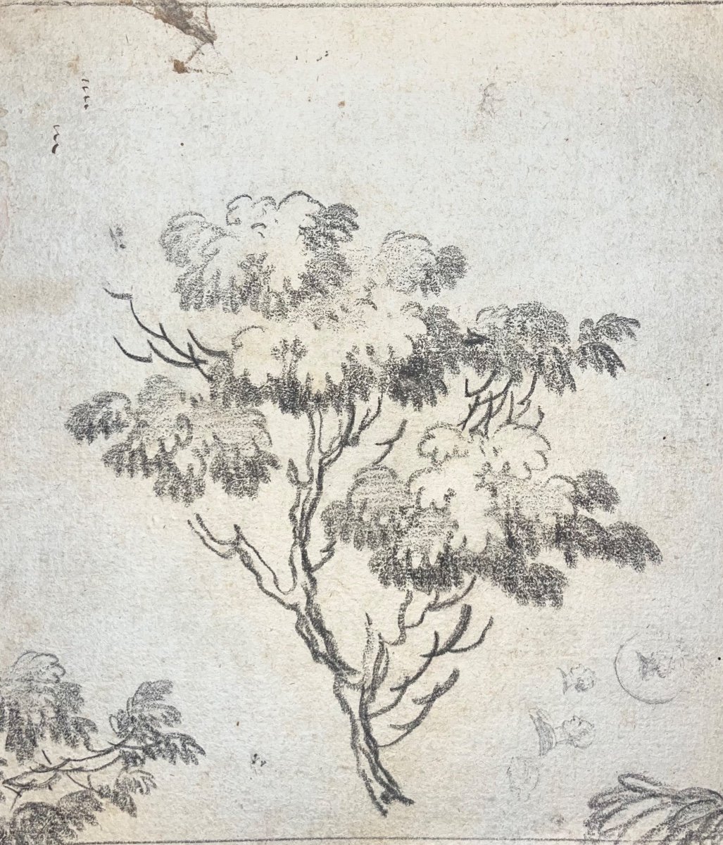 Ecole Française XVIIe étude d'Arbre Dessin Ancien