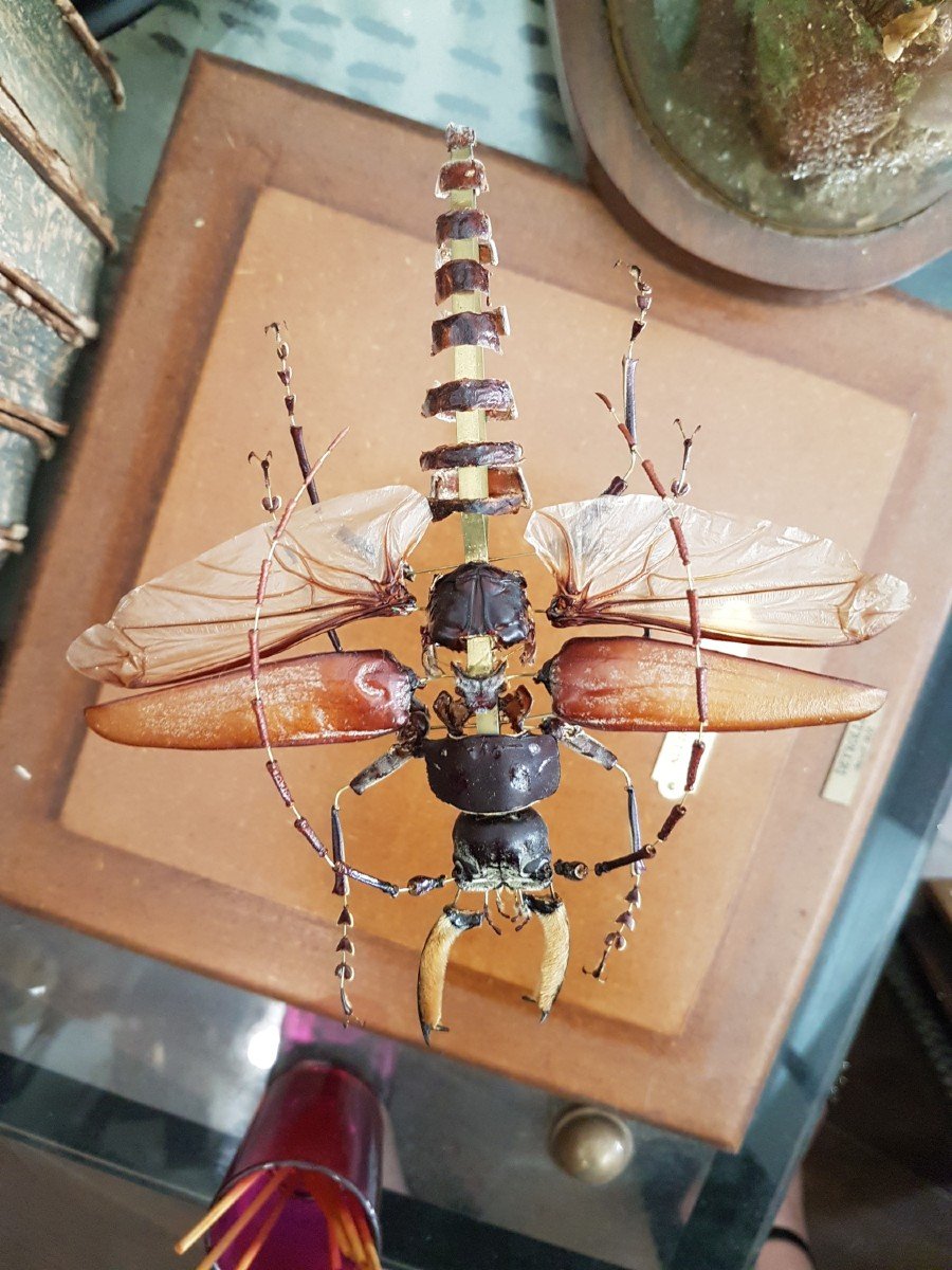 Objet De Curiosités : Entomology : Exploded Beauchêne Callipogon Barbatus Maison Deyrolle-photo-3