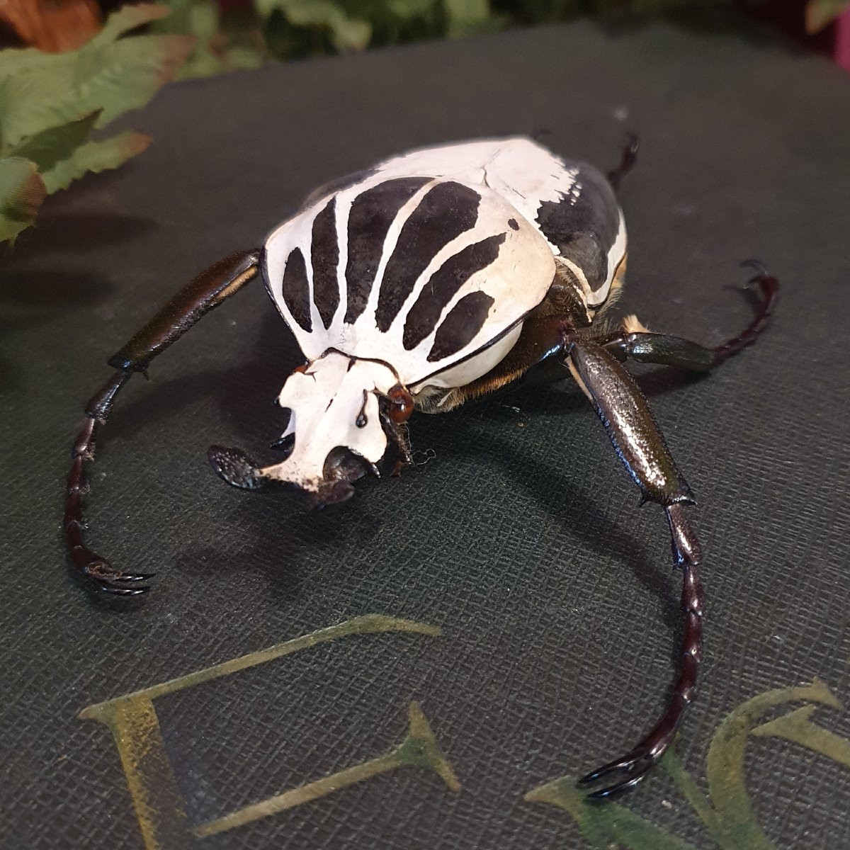 2 Male Goliathus Regius – Royal Goliath Beetles, West Africa-photo-2
