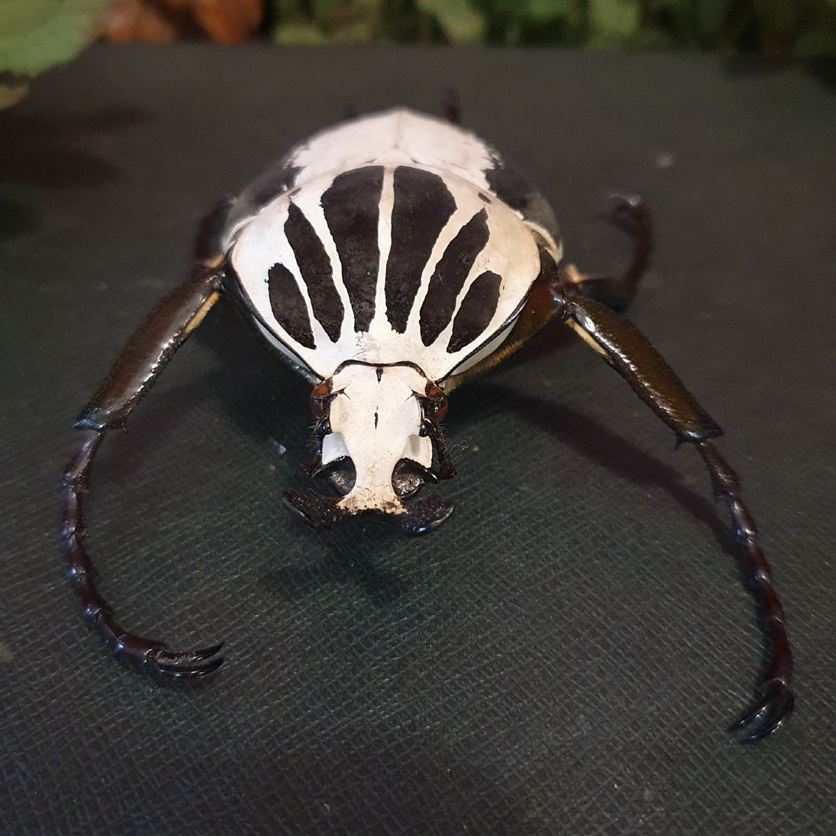 2 Male Goliathus Regius – Royal Goliath Beetles, West Africa-photo-3