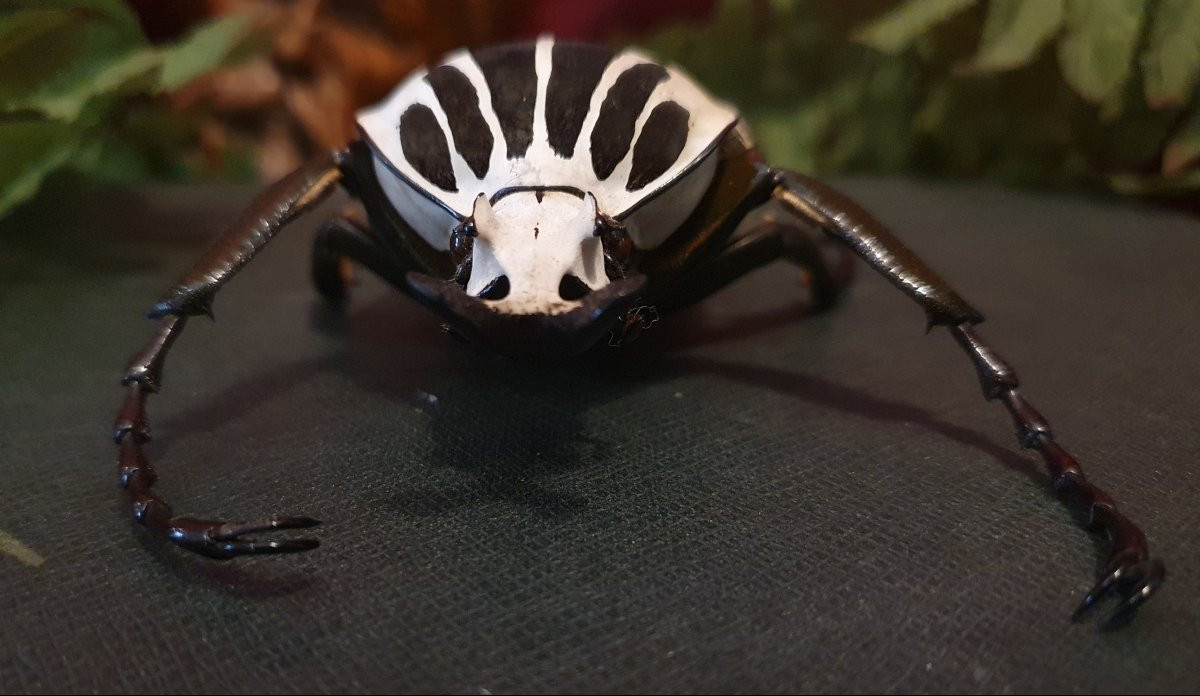 2 Male Goliathus Regius – Royal Goliath Beetles, West Africa-photo-1
