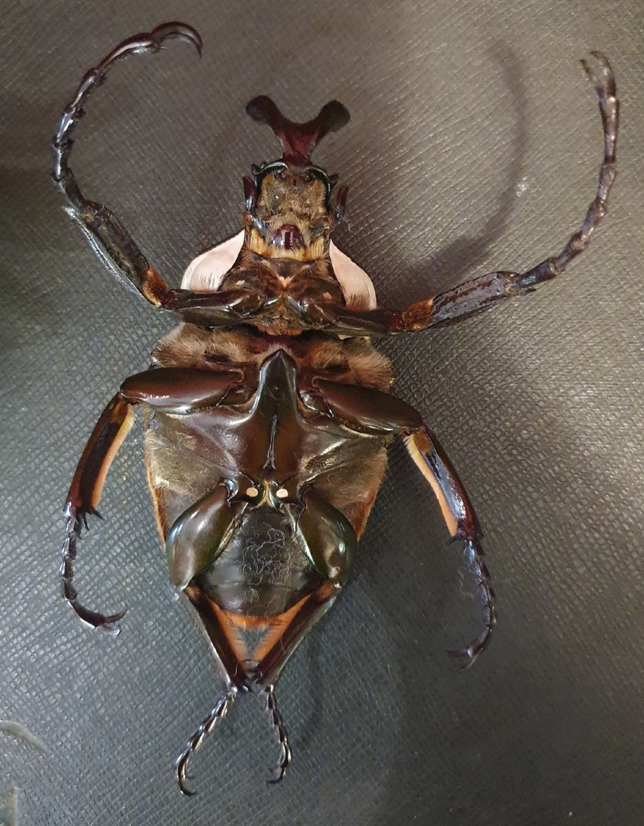 2 Male Goliathus Regius – Royal Goliath Beetles, West Africa-photo-2